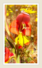 Iris Gladiolus equitans Bergkalkoentjie, by Peter Maas